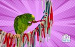 nding The Importance of Playtime and Toys for Pet Parrots