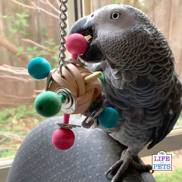 Understanding The Importance of Playtime and Toys for Pet Parrots parrot manipulation toys