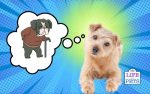 What To Expect When Your Dog Gets Older