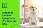national canine lymphona awareness day