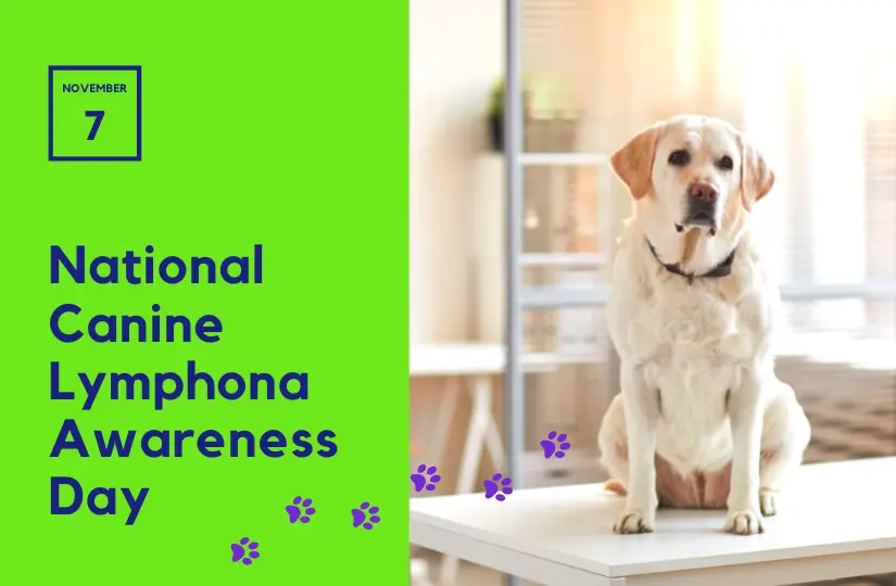 national canine lymphona awareness day