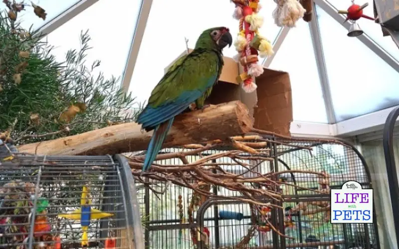 Understanding The Importance of Playtime and Toys for Pet Parrots parrot enjoying natural enrichment toys