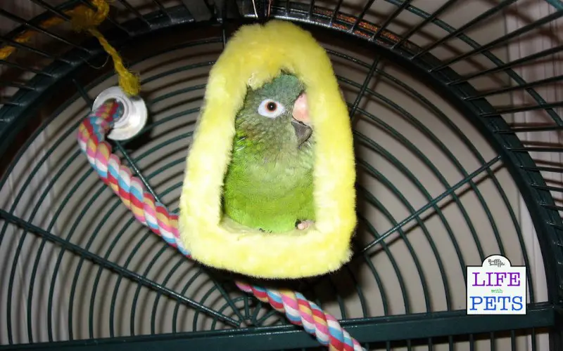 Understanding The Importance of Playtime and Toys for Pet Parrots peekaboo parrot tent for fun