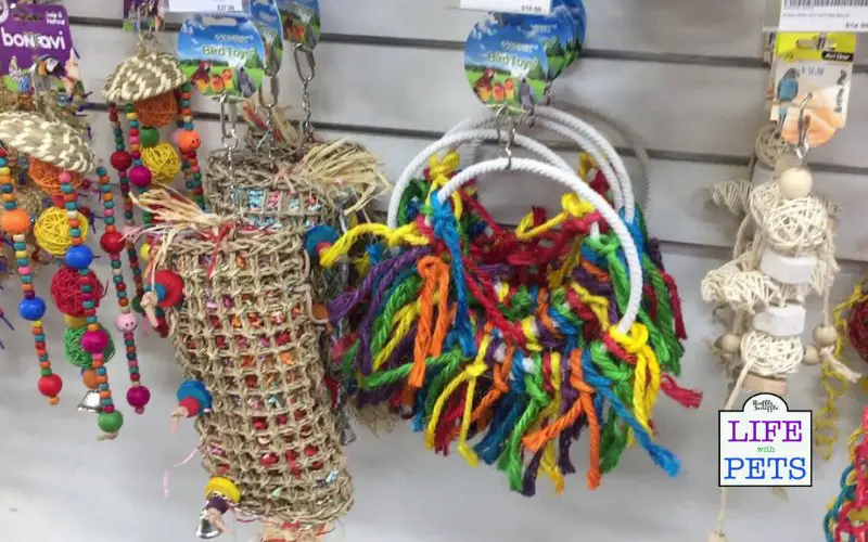 Understanding The Importance of Playtime and Toys for Pet Parrots types of parrot toys for playtime