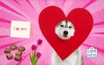 7 Valentine's Day Gifts That Could Be Toxic to Your Dog