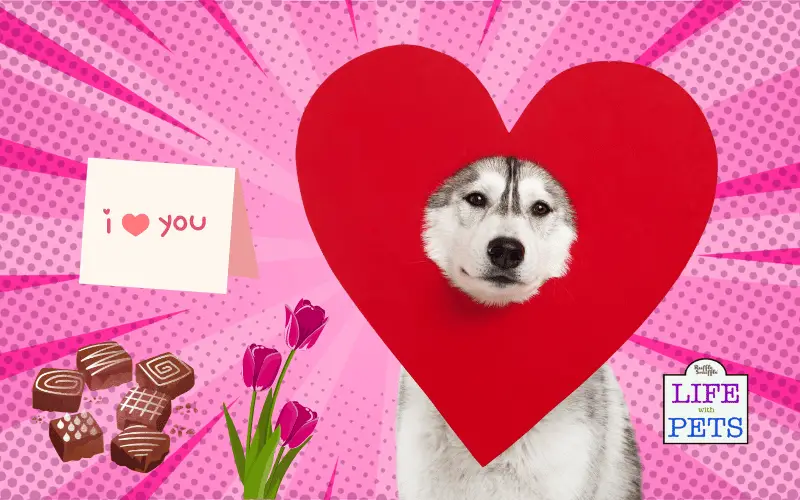 7 Valentine's Day Gifts That Could Be Toxic to Your Dog