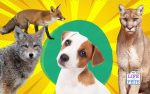 Don't Let Your Pup Become a Predator's Prey A Guide To Keeping Your Dog Safe