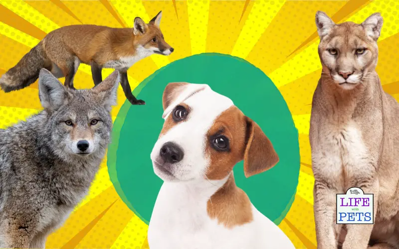 Don't Let Your Pup Become a Predator's Prey A Guide To Keeping Your Dog Safe