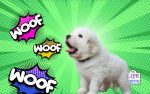 End the Frustration Easy Strategies for Training Puppies to Stop Excessive Barking