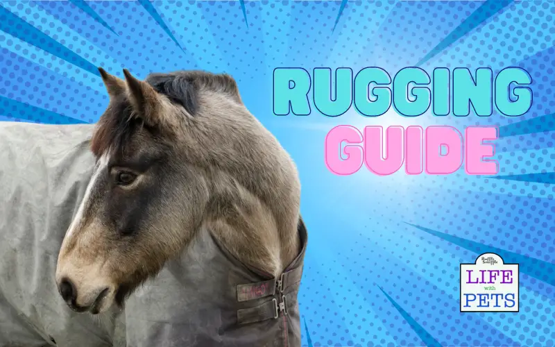 Seasonal Changes: A Guide to Rugging Your Horse in Different Weather Conditions