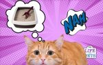 Why Did My Cat Stop Using The Litter Box