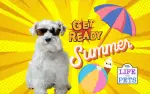 Improving Your Dog’s Health This Summer With These Helpful Tips And Tricks