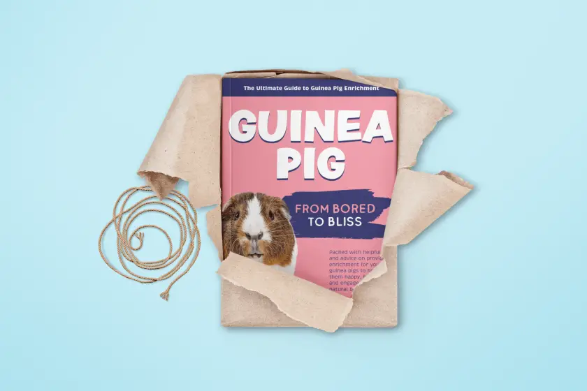 guinea pig enrichment book