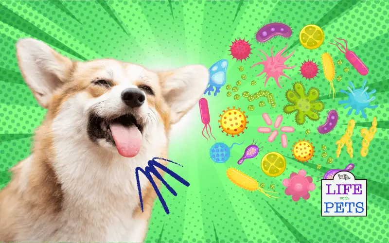 Dog probiotics