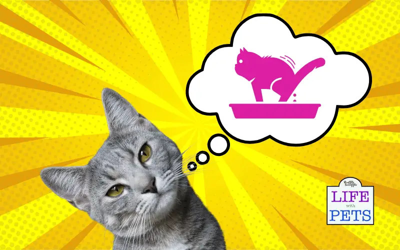 How to Find the Best Litter Box for Your Cat