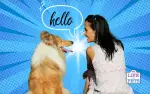 The Power of Pets in Overcoming Social Anxiety and Language Barriers