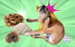 What You Need to Know Using Medicinal Mushrooms to Treat Dog Allergies