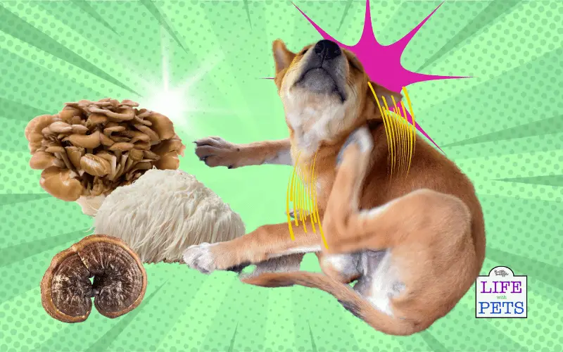 What You Need to Know Using Medicinal Mushrooms to Treat Dog Allergies
