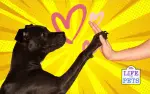 Add Years to Your Dog’s Life by Protecting Their Health Today [5 Top Tips]