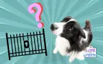 Best Dog Gate Guide To Choosing The Perfect One For Your Home