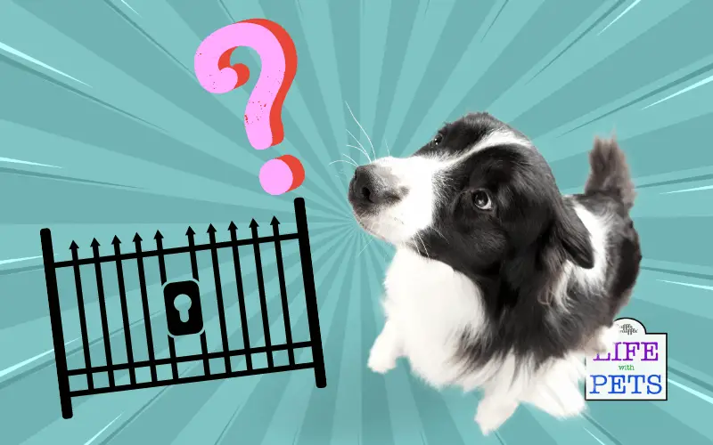 Best Dog Gate Guide To Choosing The Perfect One For Your Home
