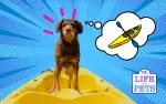Expert Tips for Preparing Your Dog for Kayaking Excursions