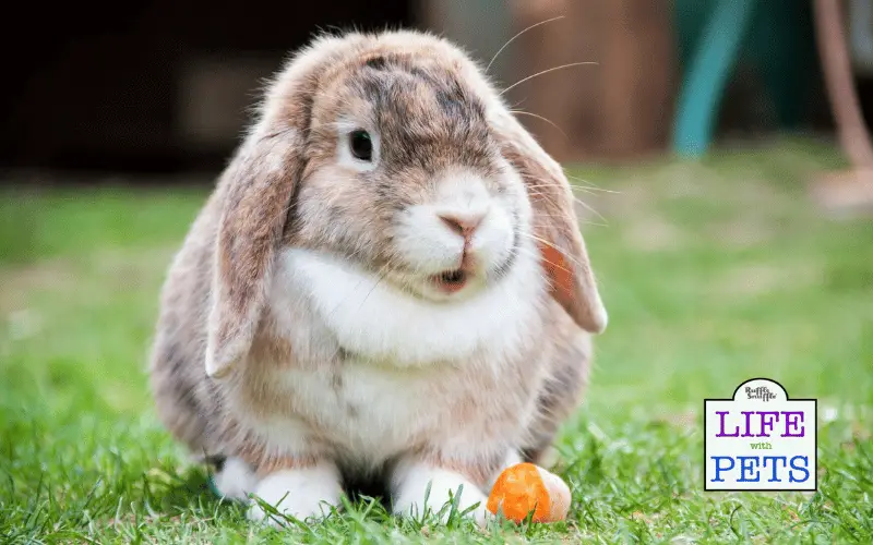 Cool as a Carrot: How to Keep Your Rabbit Calm and Content in the Summer Heat Tips for how to Keep Your Rabbit Calm and Content in the Summer Heat