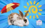 How to Keep Your Rabbit Calm and Content in the Summer Heat