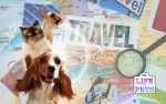 The Rise of Pet-Friendly Travel