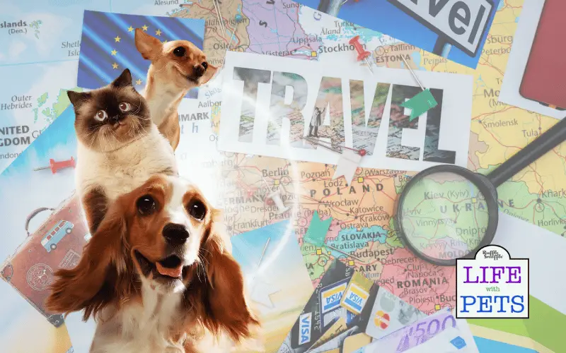 The Rise of Pet-Friendly Travel