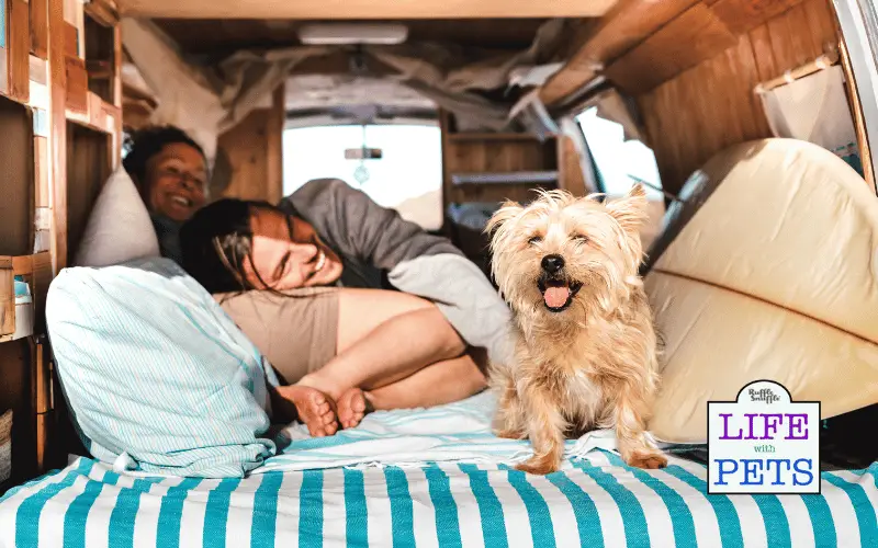 The Rise of Pet-Friendly Travel: Exploring the Popularity Over the Past Decade The Rise of Pet Friendly Travel campervan
