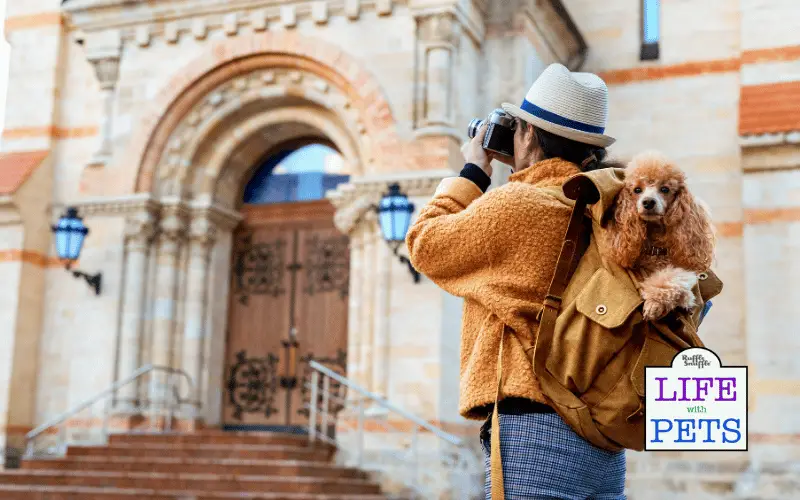 The Rise of Pet-Friendly Travel: Exploring the Popularity Over the Past Decade The Rise of Pet Friendly Travel tourist