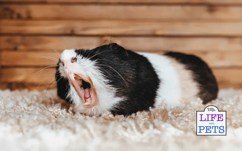 Are Guinea Pigs Nocturnal - Understanding Guinea Pig Activity Patterns (2)