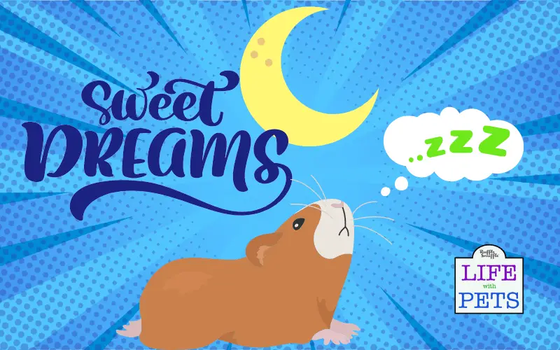 Are Guinea Pigs Nocturnal? Understanding Your Guinea Pig’s Activity Patterns