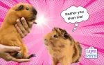 Do Guinea Pigs Like to Be Held