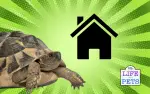 How to Build a Tortoise Habitat A Step-by-Step Guide