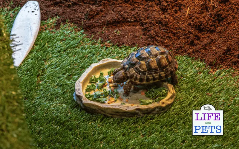 How to Build a Tortoise Habitat A Step-by-Step Guide
