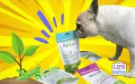 Petto Dog Treats Review - cricket and plant