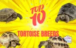 The Top 10 Tortoise Breeds