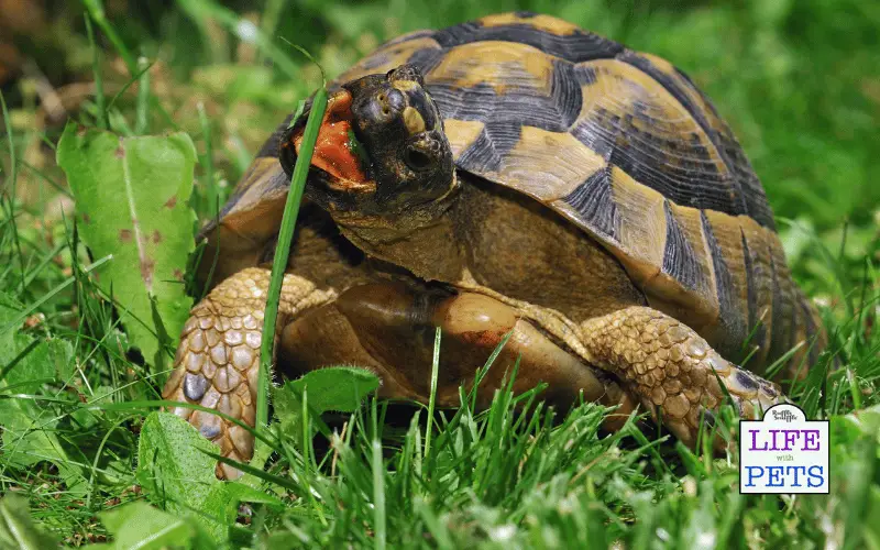 The Top 10 Tortoise Breeds - GREEK