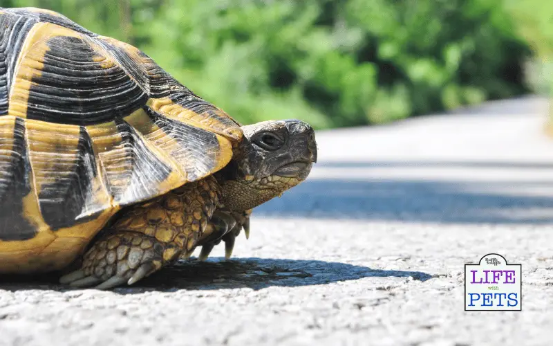 The Top 10 Tortoise Breeds - HERMANNS