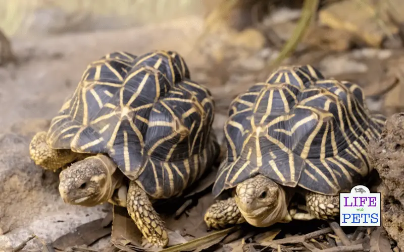 The Top 10 Tortoise Breeds - INDIAN STAR