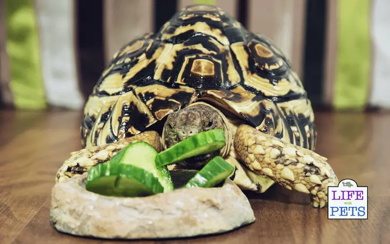 The Top 10 Tortoise Breeds - LEOPARD