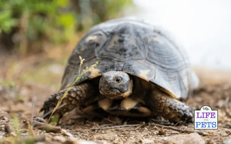 The Top 10 Tortoise Breeds - MARGINATED