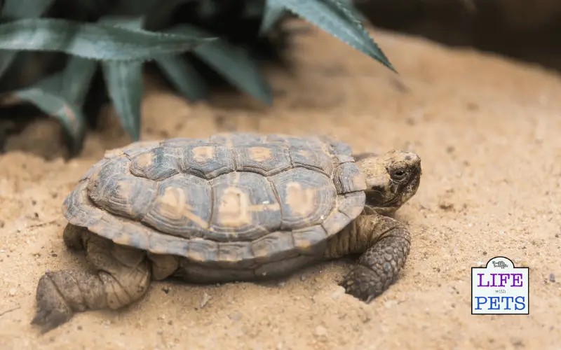 The Top 10 Tortoise Breeds - PANCAKE