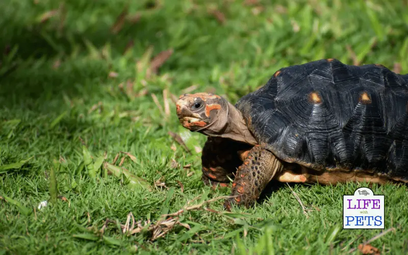 The Top 10 Tortoise Breeds - RED FOOT