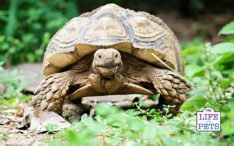 The Top 10 Tortoise Breeds - SULCATA