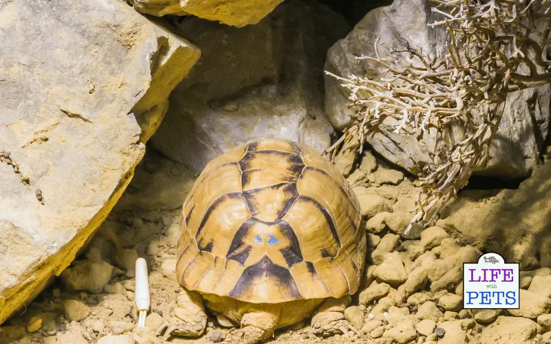The Top 10 Tortoise Breeds - egyptian