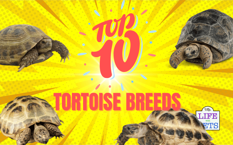 The Top 10 Tortoise Breeds
