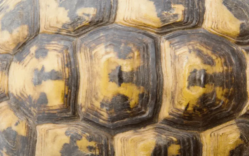 6 Early Signs of Pyramiding in Tortoises and How to Stop It
